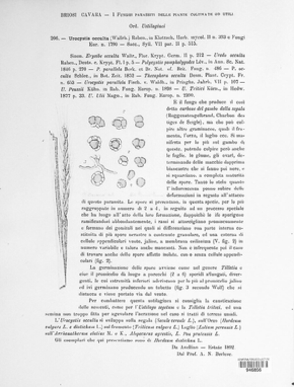Urocystis image
